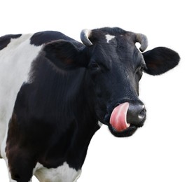 Image of Cute cow isolated on white. Farm animal