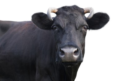 Image of Cute cow isolated on white. Farm animal