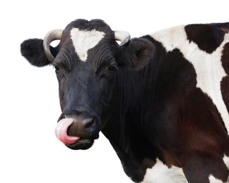 Image of Cute cow isolated on white. Farm animal
