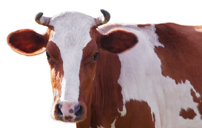Image of Cute cow isolated on white. Farm animal