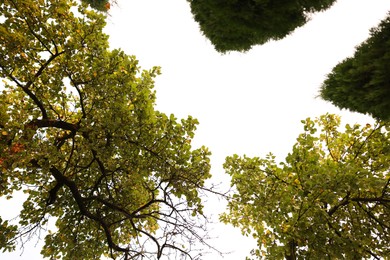 Photo of Beautiful green trees in park, bottom view
