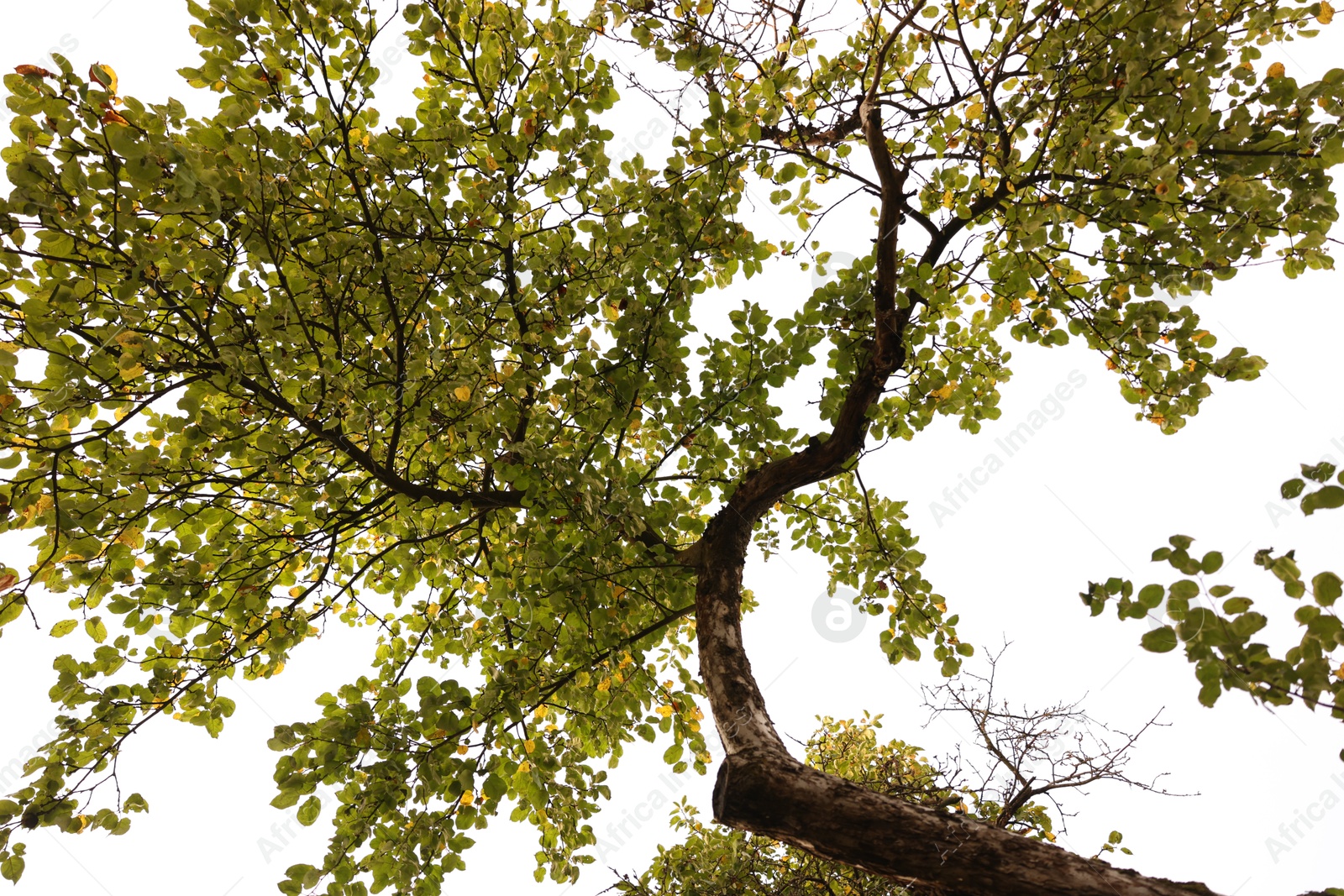 Photo of Beautiful green tree in park, bottom view
