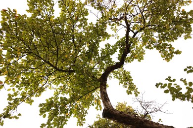 Photo of Beautiful green tree in park, bottom view