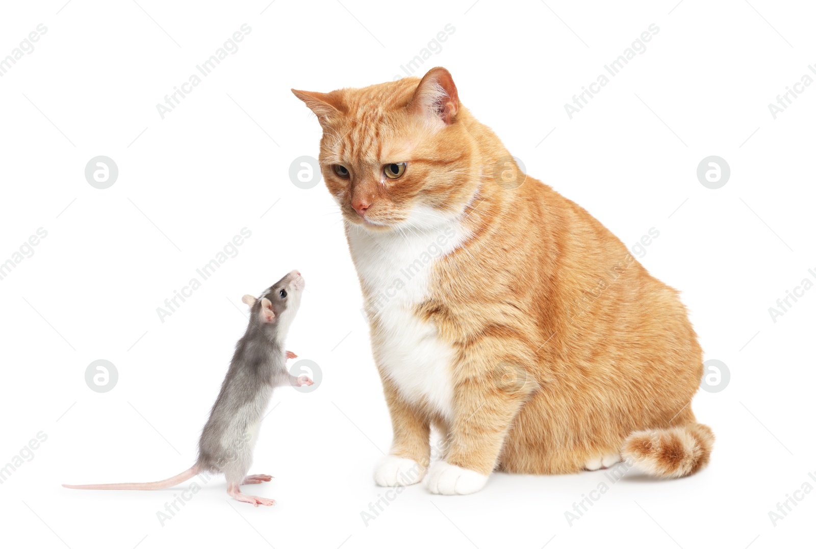 Image of Cat looking at rat on white background