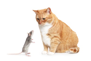Image of Cat looking at rat on white background