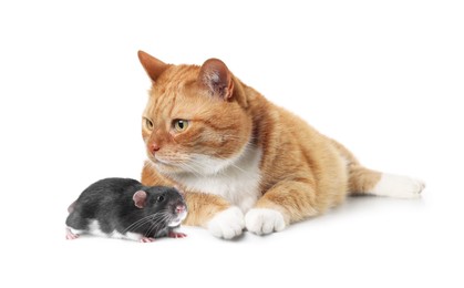 Image of Cute cat and rat on white background