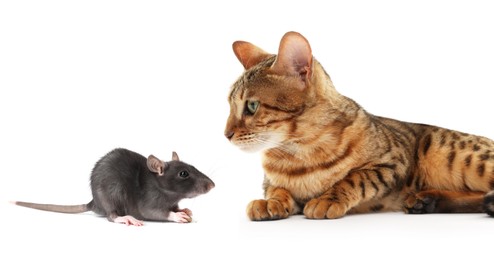 Image of Cute cat and rat on white background