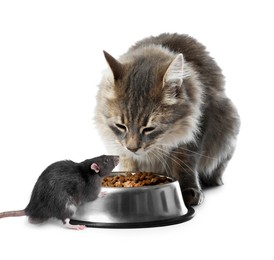 Image of Cute cat and rat near feeding bowl on white background