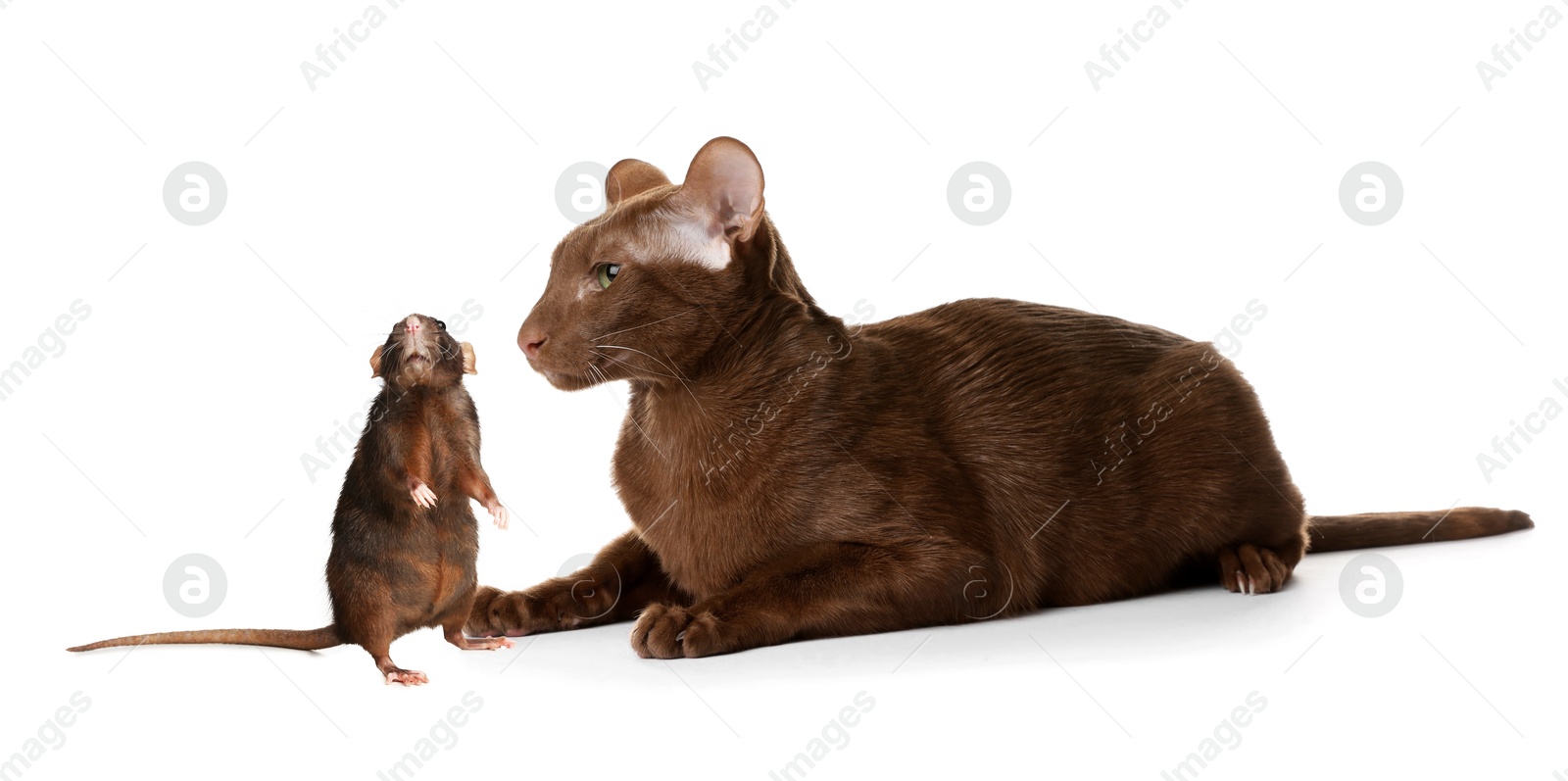 Image of Cute cat and rat on white background