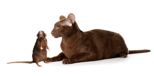Image of Cute cat and rat on white background