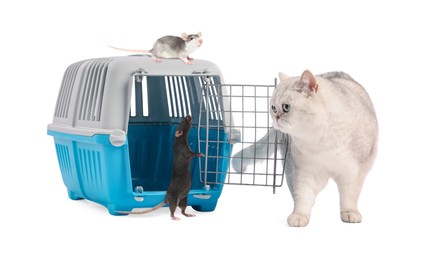 Image of Cute cat, rats and pet carrier on white background