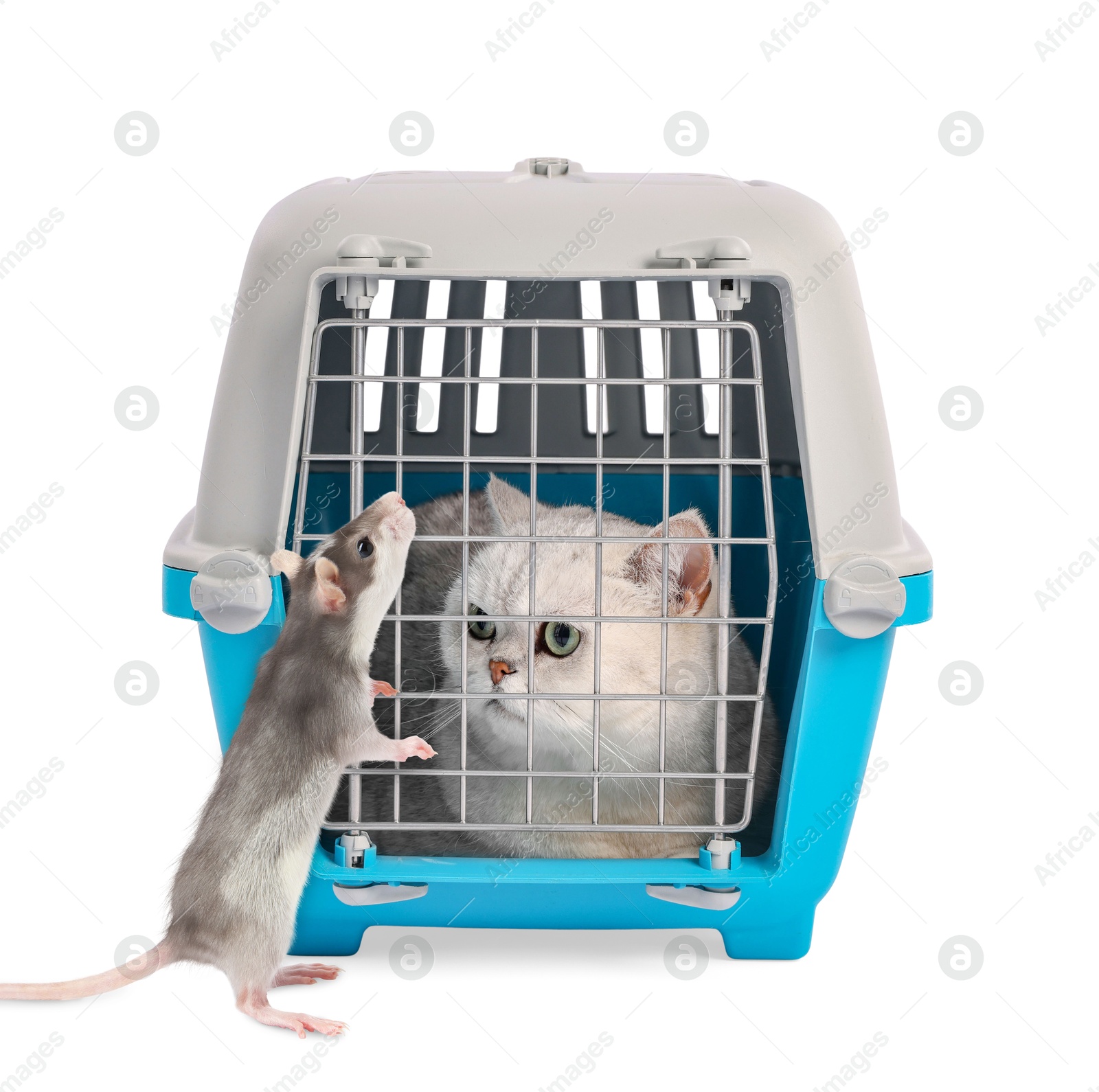 Image of Cute cat in pet carrier and rat on white background