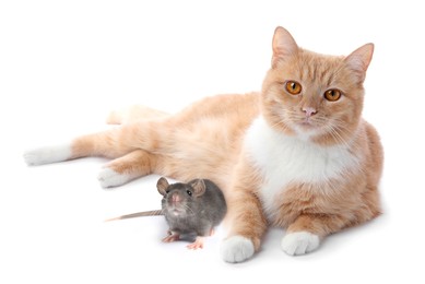 Image of Cute cat and rat on white background