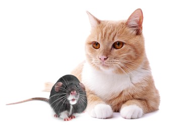 Image of Cute cat and rat on white background