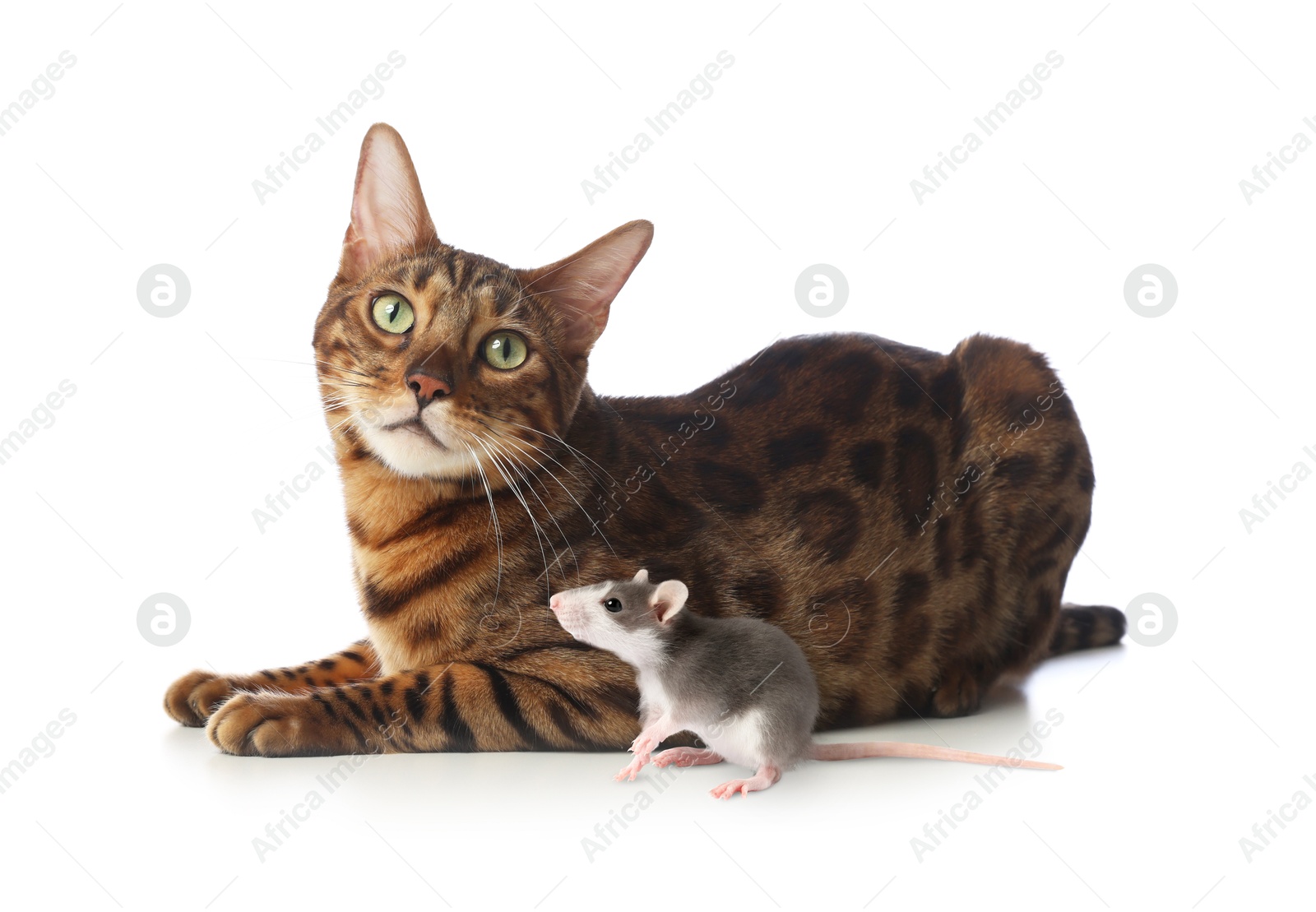 Image of Cute cat and rat on white background