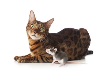 Image of Cute cat and rat on white background