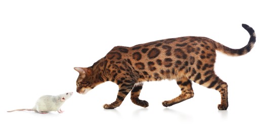 Image of Cute cat and rat on white background