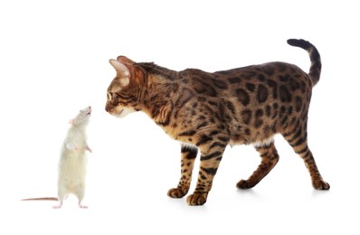 Image of Cute cat and rat on white background