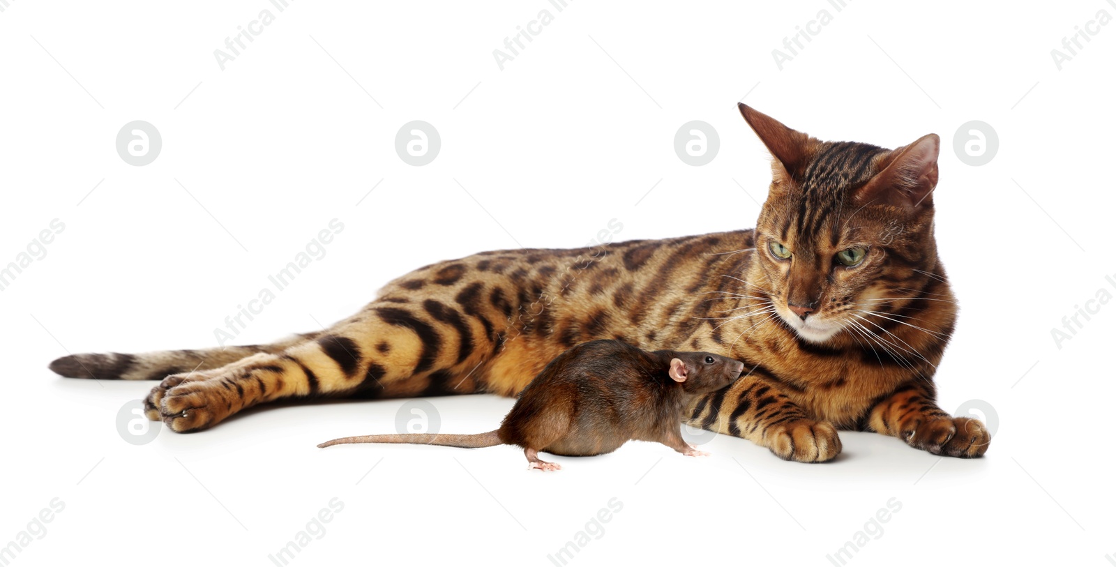 Image of Cute cat and rat on white background