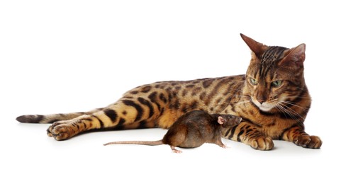 Image of Cute cat and rat on white background