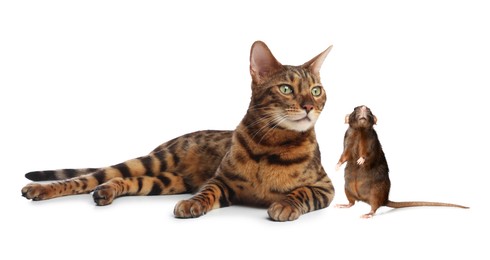 Image of Cute cat and rat on white background