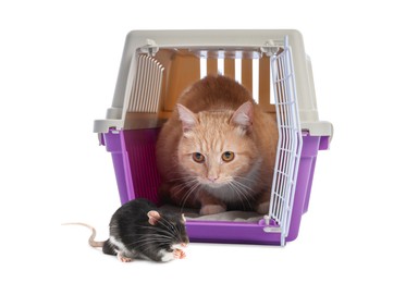 Image of Cute cat in pet carrier and rat on white background
