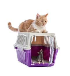 Image of Cute cat and rat on white background