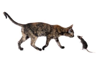 Image of Cute cat and rat on white background
