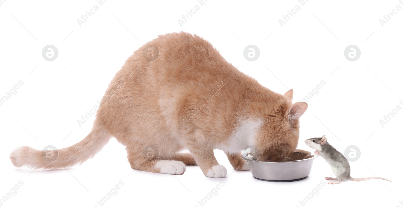 Image of Cute cat eating from feeding bowl and rat on white background