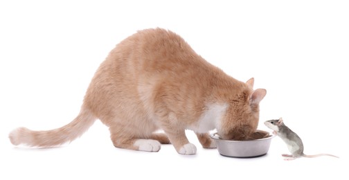 Image of Cute cat eating from feeding bowl and rat on white background