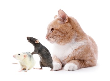 Image of Cute cat and rats on white background