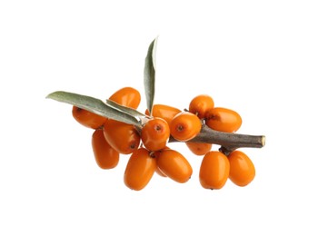 Photo of Fresh sea buckthorn berries with green leaves isolated on white