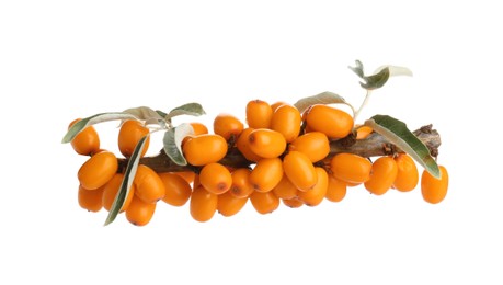 Photo of Fresh sea buckthorn berries with green leaves isolated on white