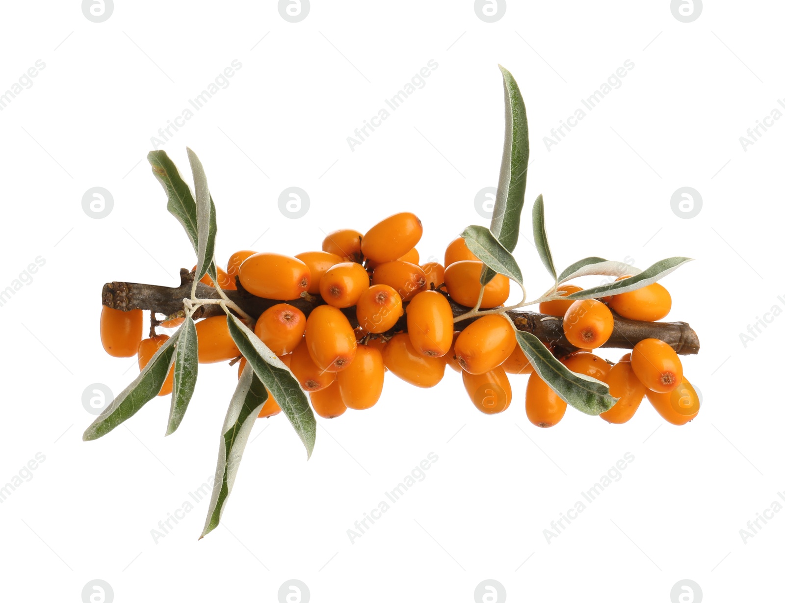 Photo of Fresh sea buckthorn berries with green leaves isolated on white