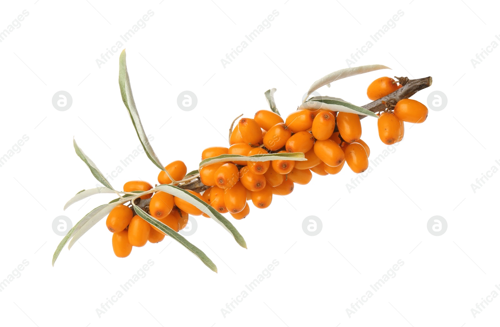 Photo of Fresh sea buckthorn berries with green leaves isolated on white