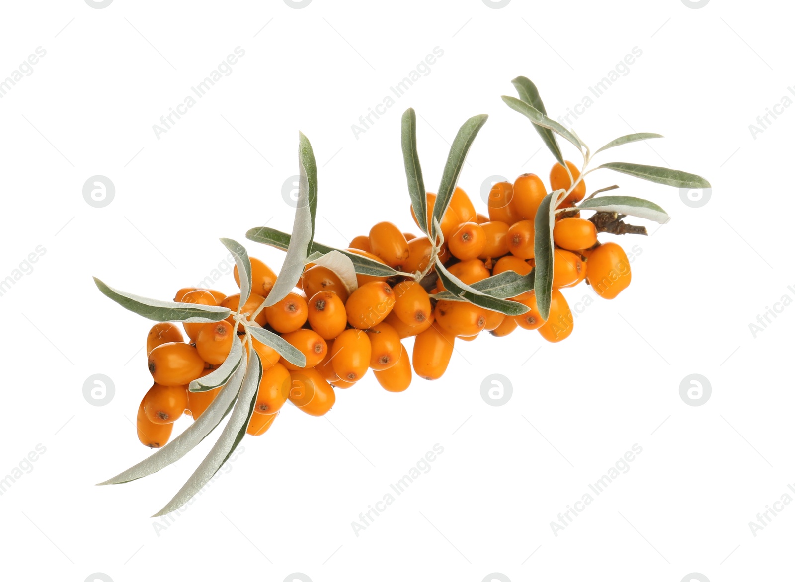 Photo of Fresh sea buckthorn berries with green leaves isolated on white