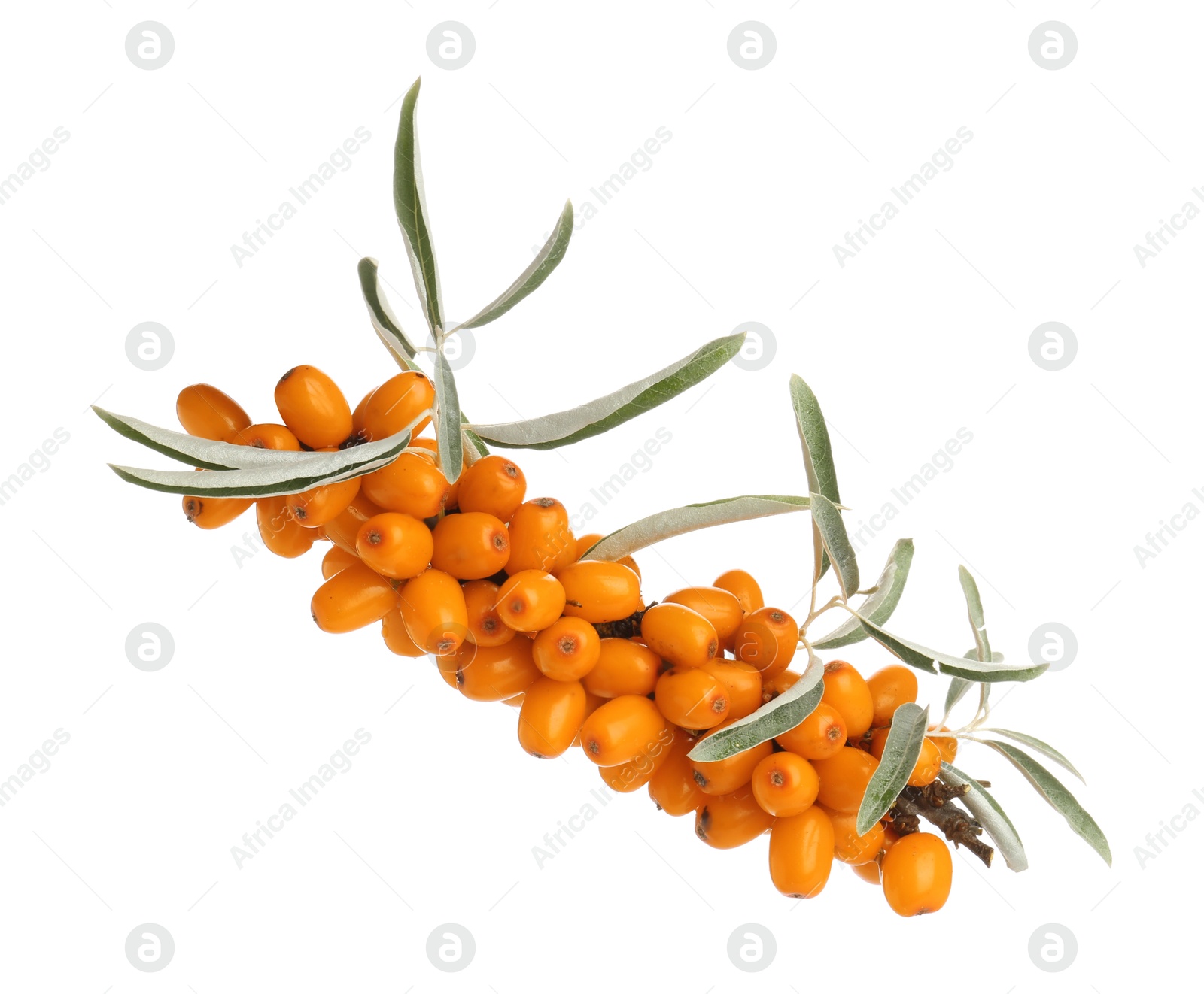 Photo of Fresh sea buckthorn berries with green leaves isolated on white