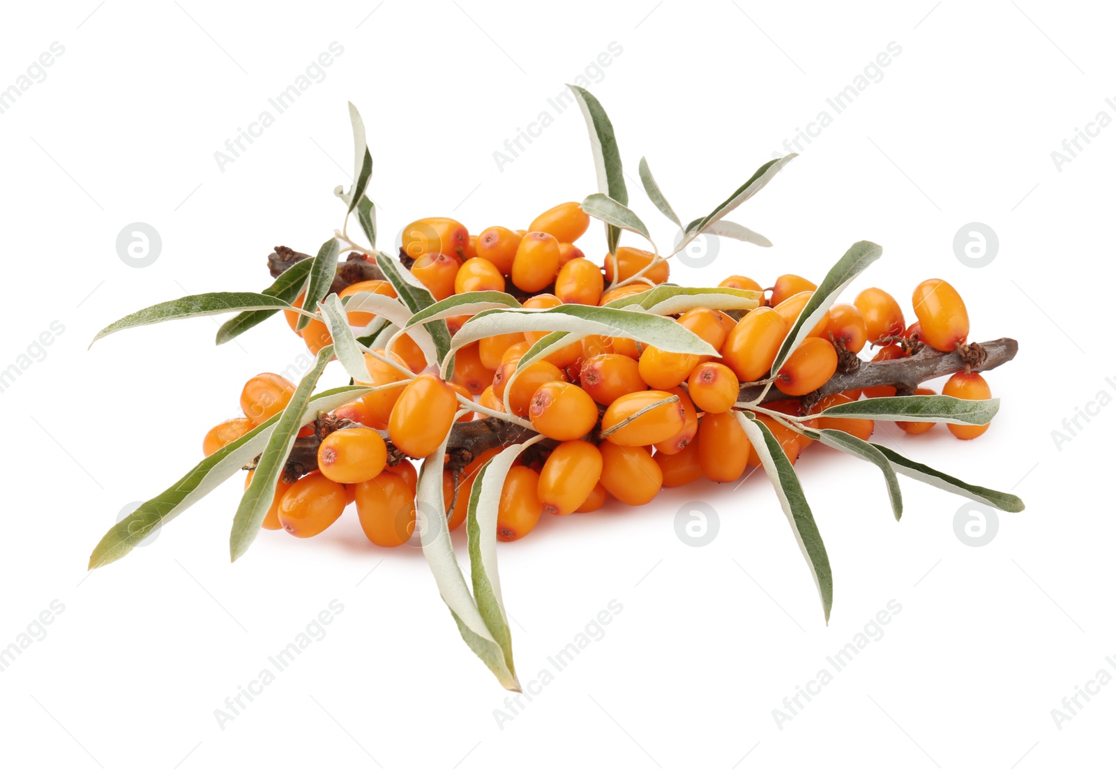 Photo of Fresh sea buckthorn berries with green leaves isolated on white