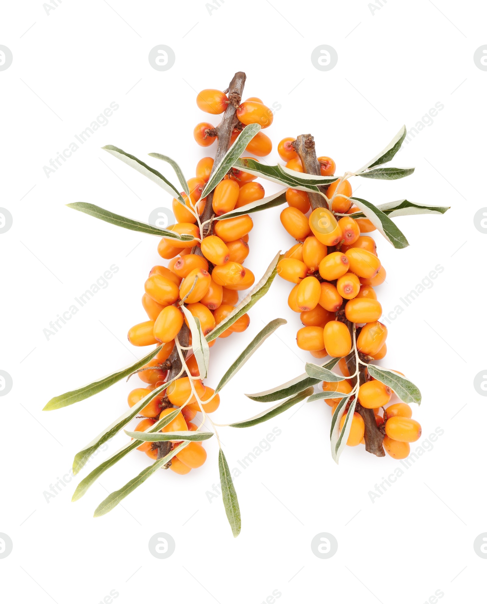 Photo of Fresh sea buckthorn berries with green leaves isolated on white, top view
