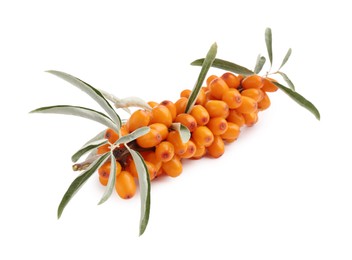 Photo of Fresh sea buckthorn berries with green leaves isolated on white