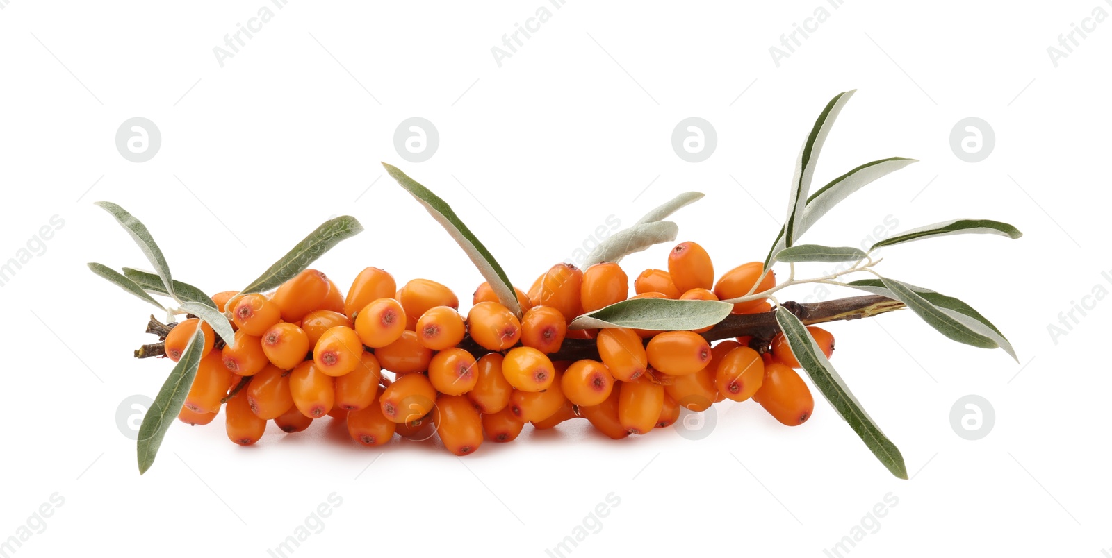 Photo of Fresh sea buckthorn berries with green leaves isolated on white