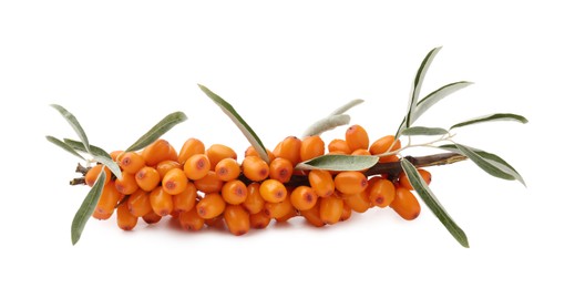 Photo of Fresh sea buckthorn berries with green leaves isolated on white
