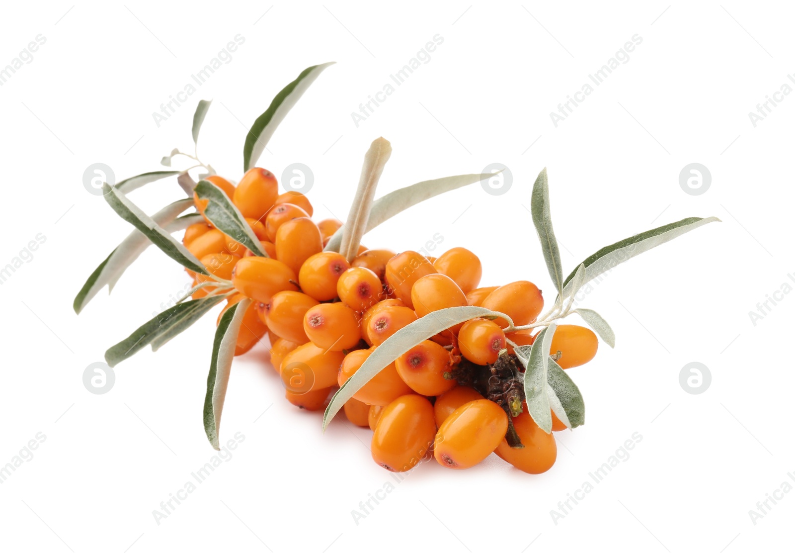 Photo of Fresh sea buckthorn berries with green leaves isolated on white