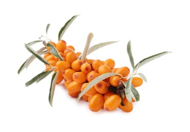 Photo of Fresh sea buckthorn berries with green leaves isolated on white