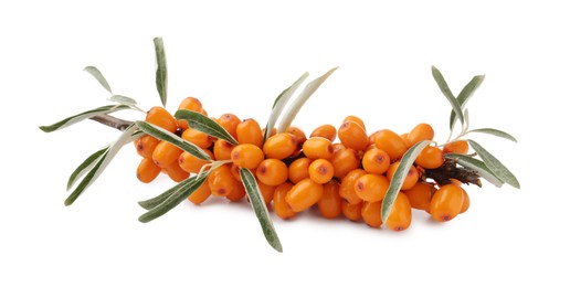 Photo of Fresh sea buckthorn berries with green leaves isolated on white