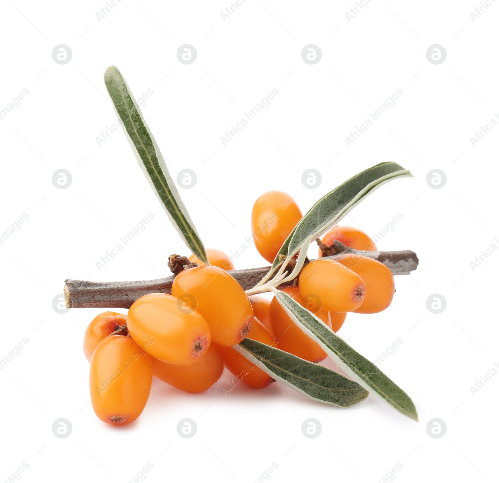 Photo of Fresh sea buckthorn berries with green leaves isolated on white