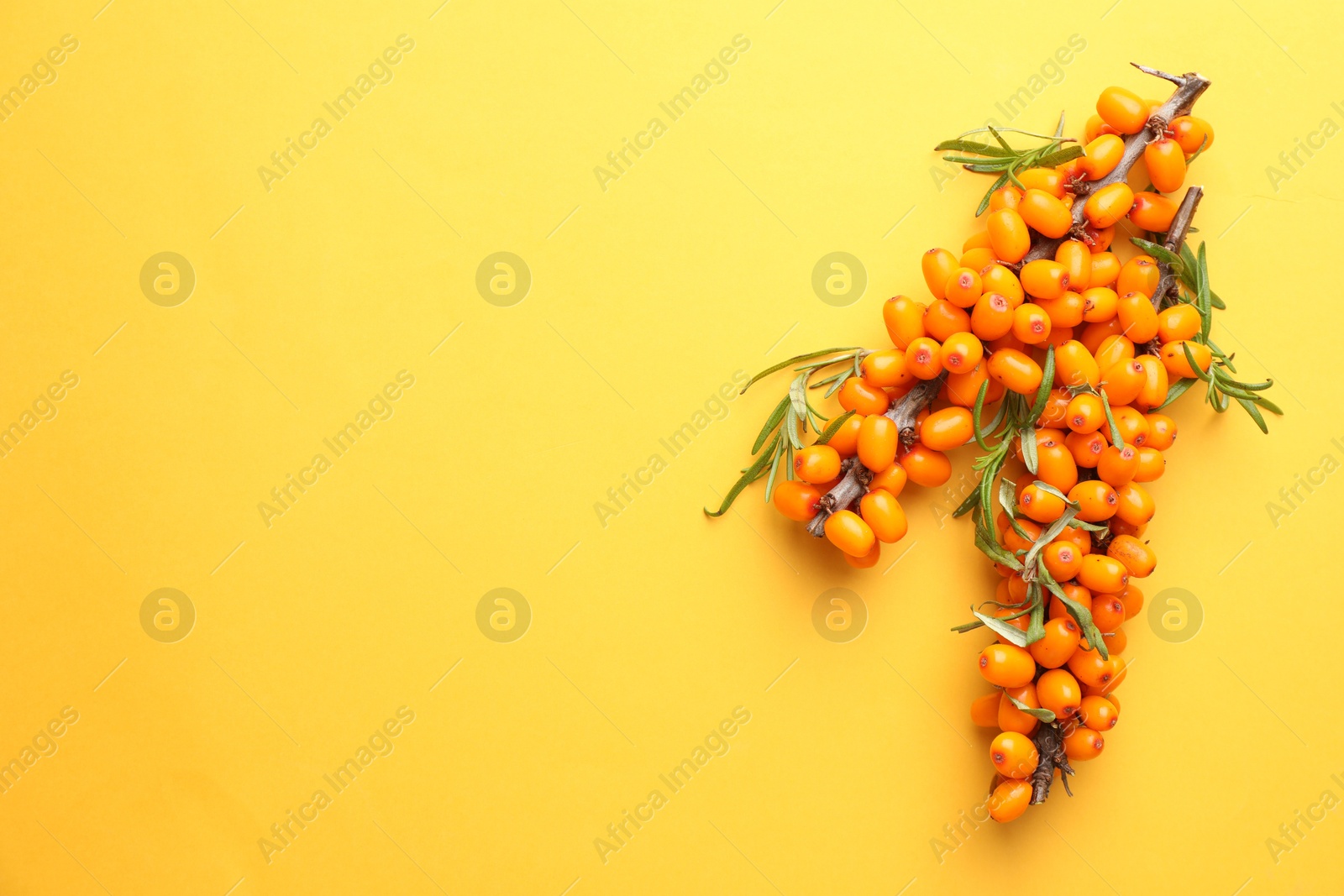 Photo of Branches with ripe sea buckthorn berries and leaves on yellow background, top view. Space for text