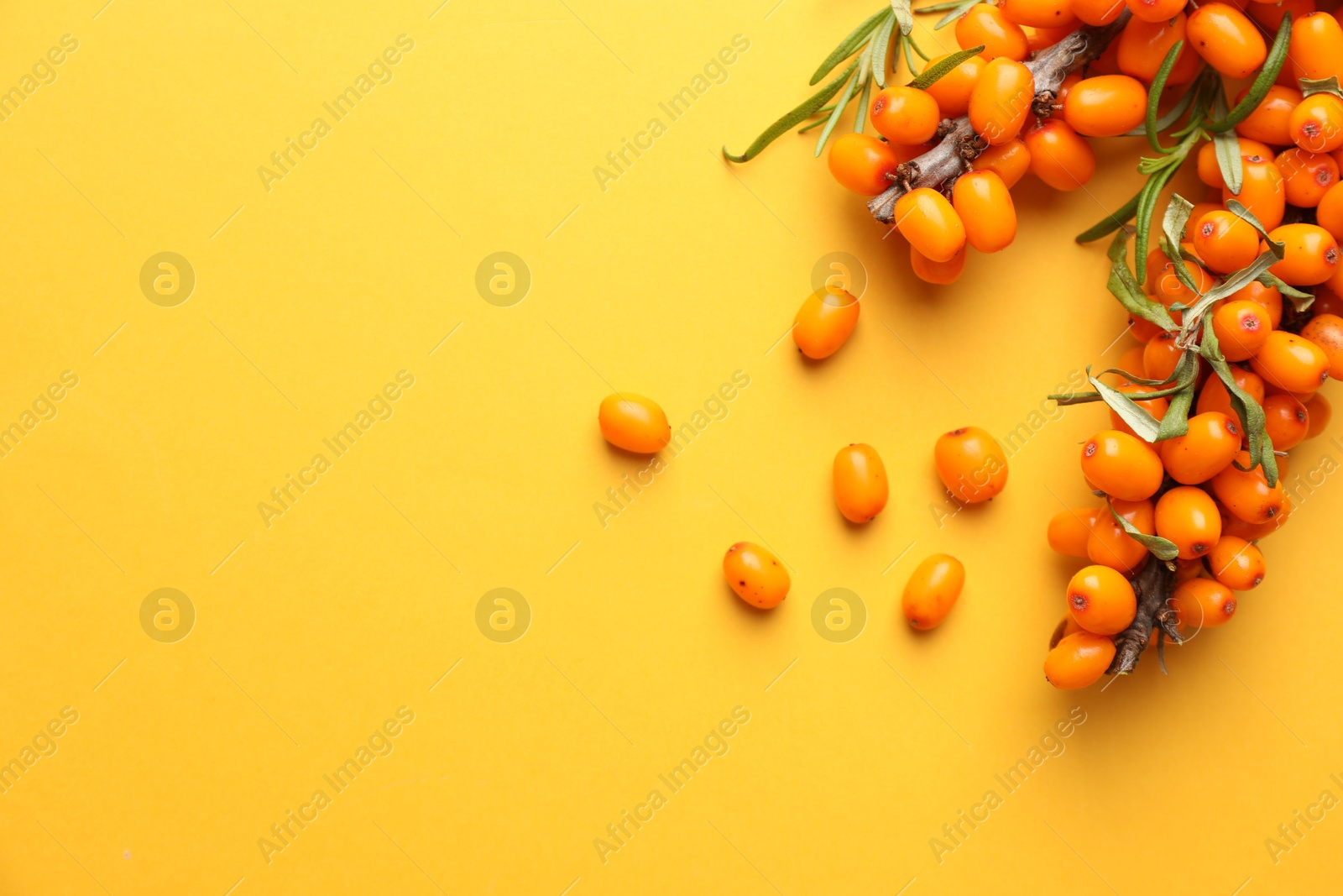 Photo of Branches with ripe sea buckthorn berries and leaves on yellow background, flat lay. Space for text