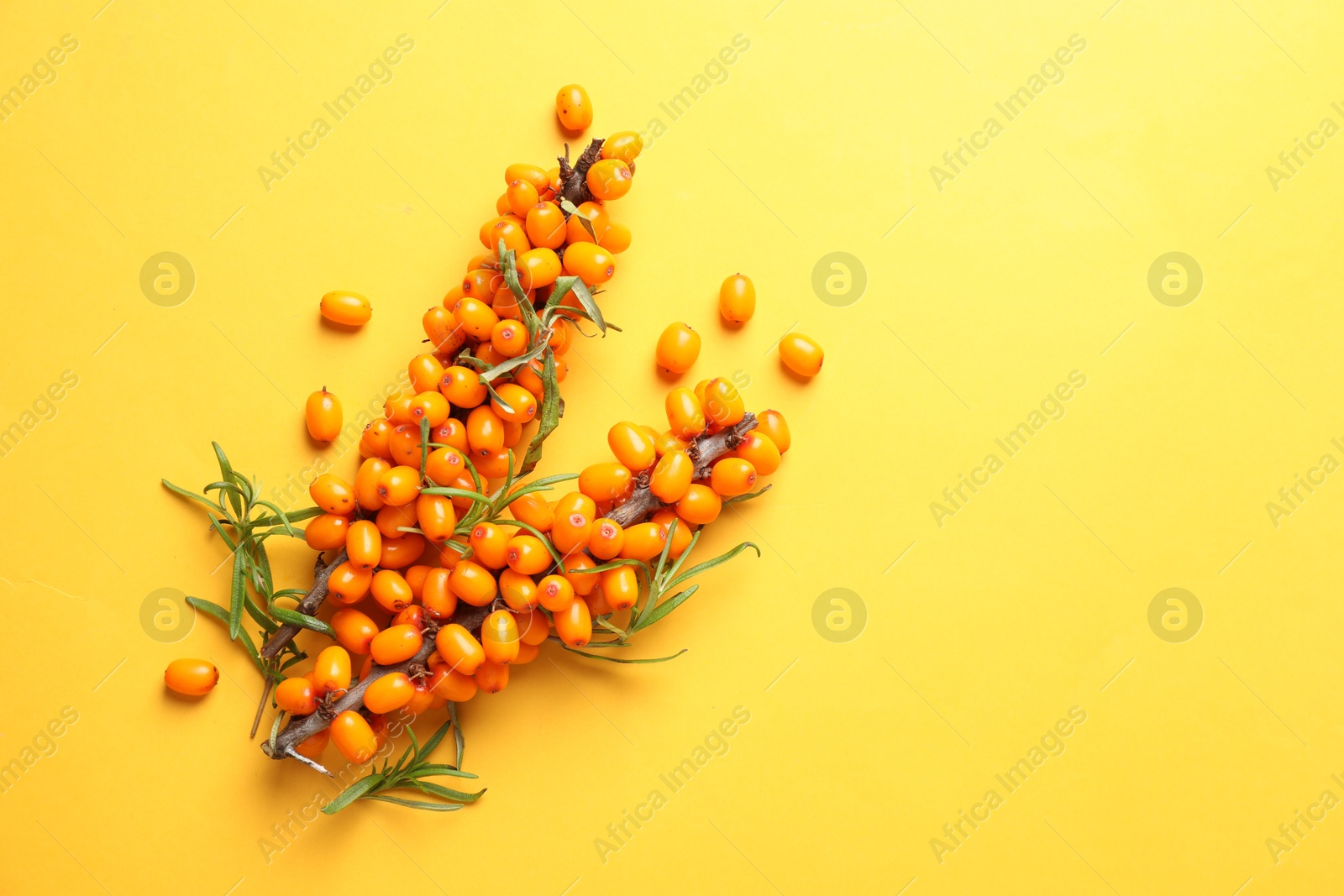 Photo of Branches with ripe sea buckthorn berries and leaves on yellow background, flat lay. Space for text