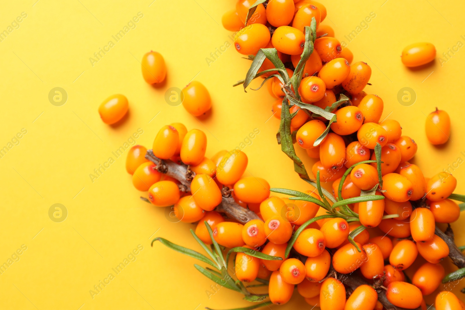 Photo of Branches with ripe sea buckthorn berries and leaves on yellow background, flat lay. Space for text